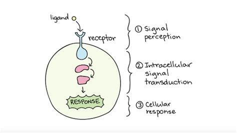 Introduction to cell signaling (article) | Khan Academy