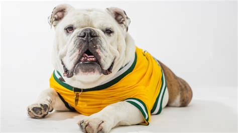 Arkansas Tech's Jerry the Bulldog turns nine | 5newsonline.com