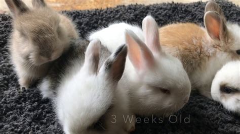 Baby French Angora Rabbit