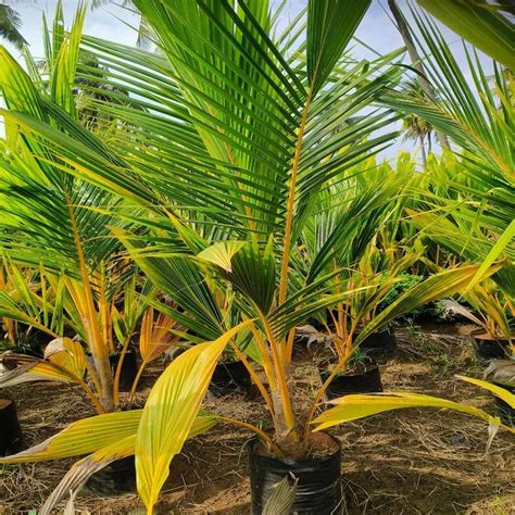 Well Watered Chandrakalpa Green Coconut Plant For Garden Alluvial