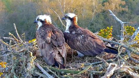 Chance To View Purbecks Secret Osprey Nest Sells Out In Hours