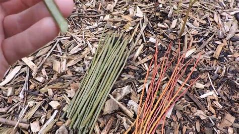 How To Plant Willow Cuttings 2 Types New Video Link Below Youtube