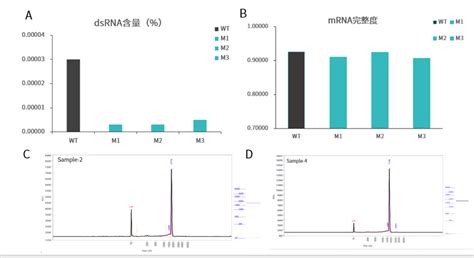 新闻 全球首款mrna Rsv疫苗获批上市之际，翌圣镁孚泰改造t7 Rna聚合酶的最新研究成果mrna应用的安全性再上一重保障！ 镁孚泰生物科技（上海）有限公司 酶改造定制化解决方案