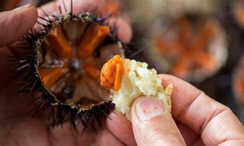 Erizo De Mar Un Manjar A La Altura Del Caviar Esencia Del Mar