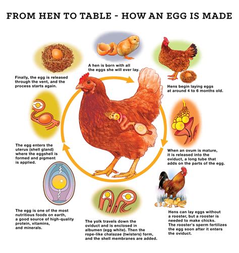 How A Hen Makes An Egg