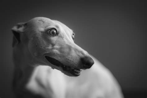 Dog Whippet Greyhound - Free photo on Pixabay - Pixabay