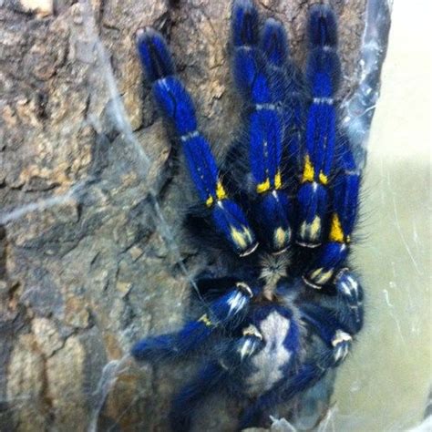 Poecilotheria metallica | Poecilotheria metallica, Animal planet, Spider