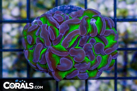 BIG Branching Hammer Frag Australia Neon Stems Purple Tips Corals