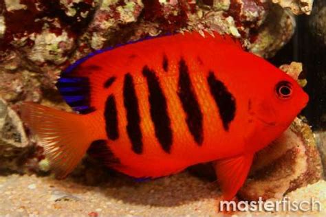 Flame Angelfish - Centropyge loricula | MasterFisch