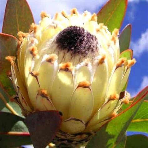 Protea Barbigera Snow Queen Snow Queen Protea Position Watering Fertilization Pruning