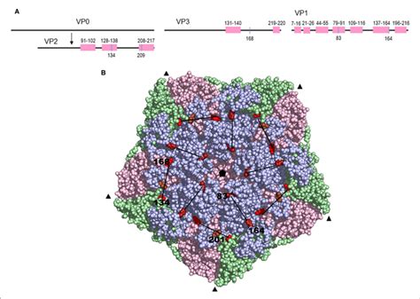 A Schematic Diagram Of The Capsid Proteins Showing The Amino Acid