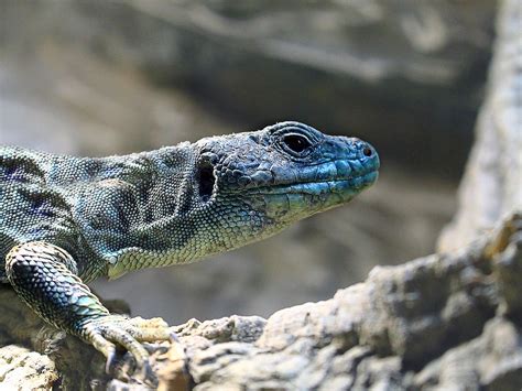 Lagarto Réptil Natureza - Foto gratuita no Pixabay - Pixabay