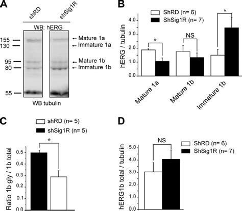 Sig1r Silencing Alters Herg Protein Expression In K562 And Cells A Download Scientific