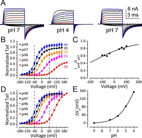 BK Channel Inhibition By Strong Extracellular Acidification ELife