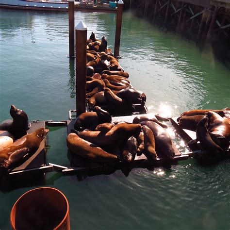 When Do The Sea Lions Come To Newport Oregon Sea Lions Basking On The