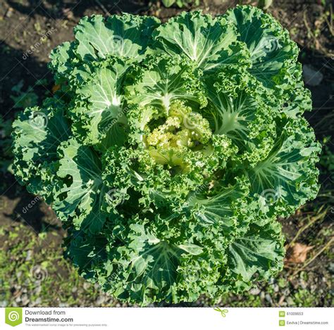 Cabbage in garden. stock image. Image of ornamental, food - 61009653