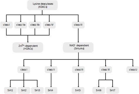 Molecular Perspective On Sirtuin Activity Encyclopedia MDPI