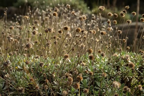 Sissinghurst 96 Scott Weber Flickr