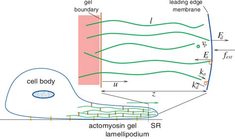 Color In Our Model The Bulk Of The Lamellipodium Length 10 M Is Filled