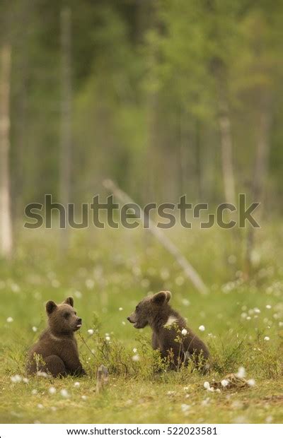 European Brown Bear Cubs Finland Europe Stock Photo 522023581 ...