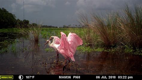 Glimpses from the Corkscrew Swamp Sanctuary Trail Camera | Audubon Florida