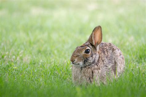 Wallpaper Nature Grass Field Green Wildlife Whiskers Hiding