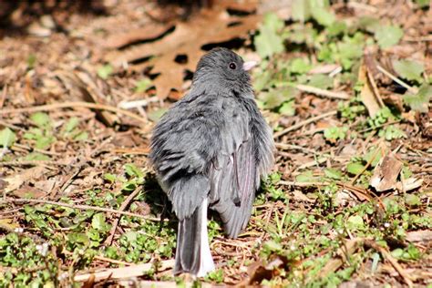 Injured Bird Spiritual Meaning Angelical Meanings