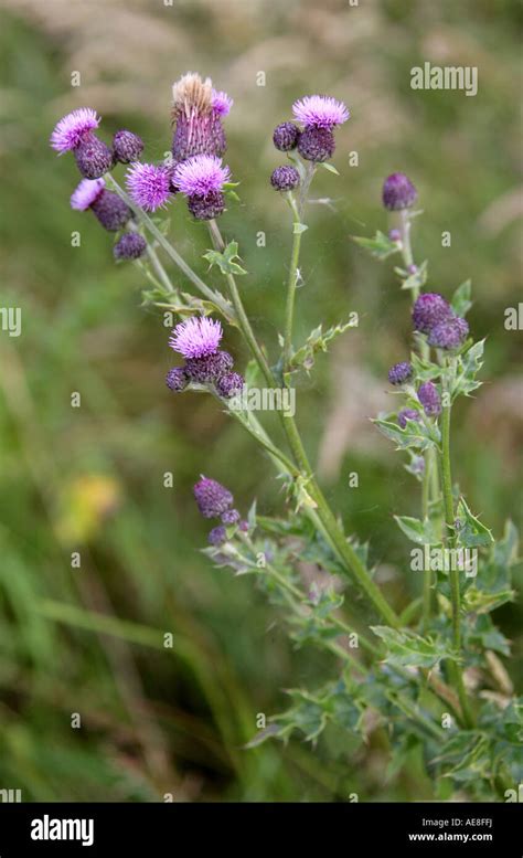 Creeping Thistle Cirsium Arvense Asteraceae Stock Photo Alamy