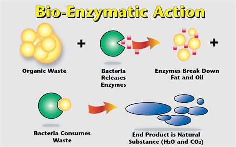 Factors Affecting The Rate Of Enzyme Reaction And Importance Of Enzyme