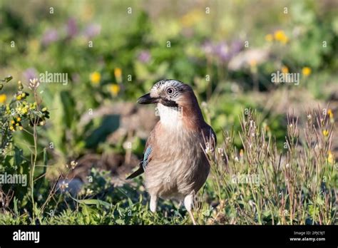 jay Eurasiático o Garrulus glandarius Passerine bird en la familia del