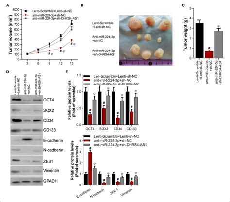 Knockdown Of DHRS4 AS1 Attenuated Anti MiR 224 3p Mediated Tumor