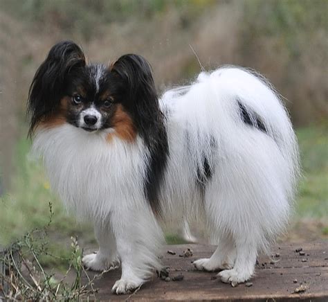 Road's End Papillons : 4 Days old Papillon Puppies