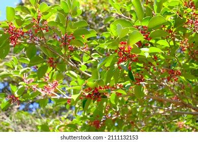 Fruit Of Ilex Rotunda Images Stock Photos Vectors Shutterstock