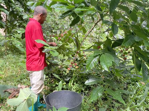 Formação Em Boas Práticas Agrícolas Na Cultura Do Café Em São Tomé E