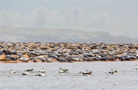 Newburgh Beach with Seal Colony and Sand Dunes