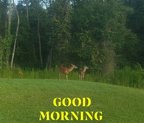 Two Deer Standing On Top Of A Lush Green Field Next To Trees With The