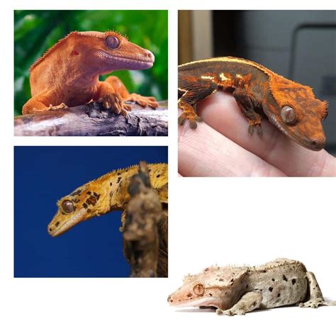 A Beginner's Guide to Crested Geckos • Cozy Lizard