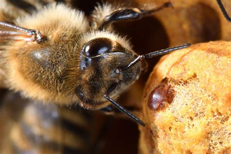 Bee Vision How Do Bees See