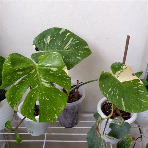 Jual Monstera Deliciosa Thai Constellation Monthai Japan Lab Varigata