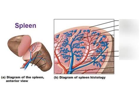 Spleen Id Diagram Quizlet