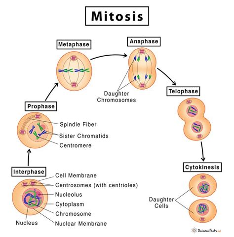 Mitosis Anaphase Diagram