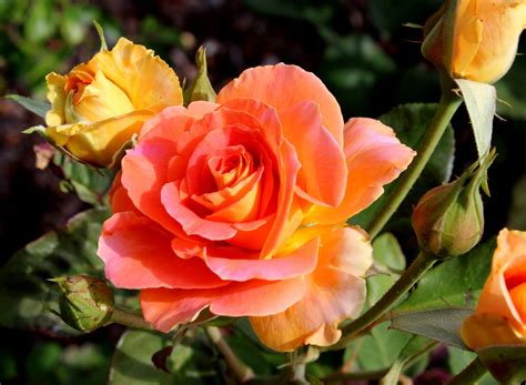 Autumn Rose Growing Culture Notes Rose Society Of South Australia