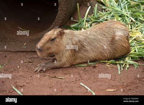 Capybara Hydrochoerus Hydrochaeris In The Zoo Stock Photo Alamy