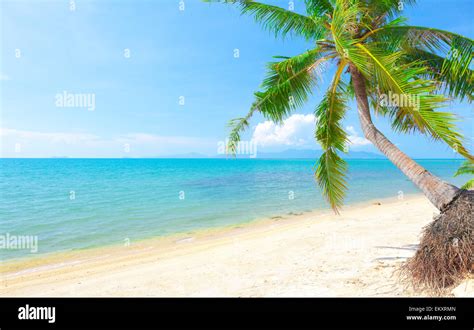 Tropical Beach With Coconut Palm Koh Samui Thailand Stock Photo Alamy