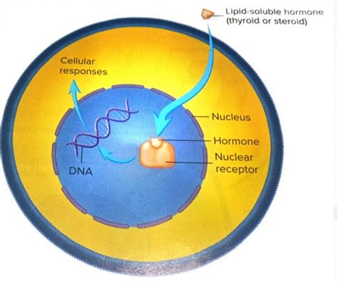 10.5 hormone receptors and mechanism of action Flashcards | Quizlet