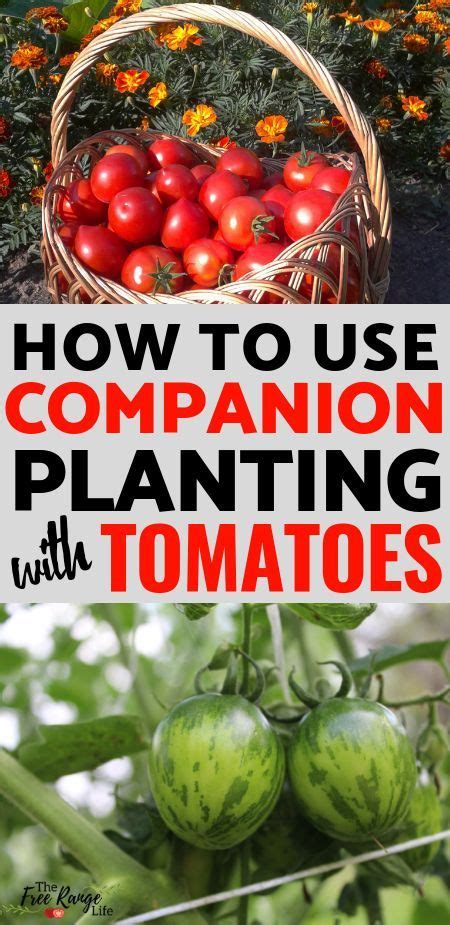 The Best Tomato Companion Plants For Your Vegetable Garden Tomato