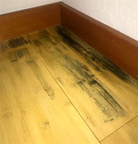 How To Remove Mold From Wood Floors Step By Step Instructions