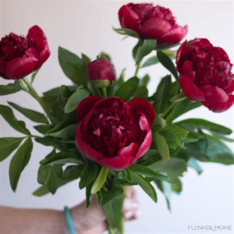 Burgundy Flowers: Bulk Wine-Colored Fresh Wedding Flowers — Flower Moxie