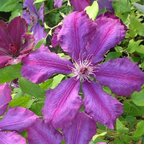 Clematis Honora Buy Plants At Coolplants