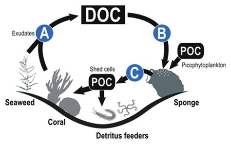 Gambar 1 Siklus Karbon Oleh Spons Dalam Eksosistem Terumbu Karang A